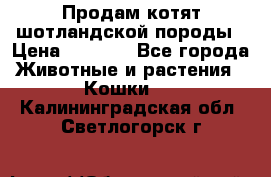 Продам котят шотландской породы › Цена ­ 2 000 - Все города Животные и растения » Кошки   . Калининградская обл.,Светлогорск г.